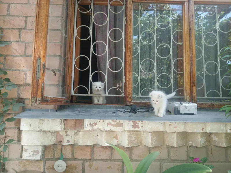 Продаются котята! — фото 1