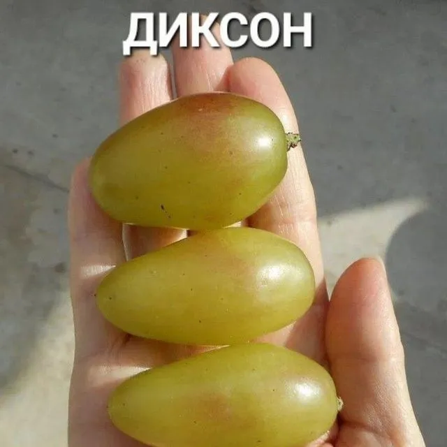 УЗУМ енг янги сортлари бор сортига кафолат берамиз — фото 3