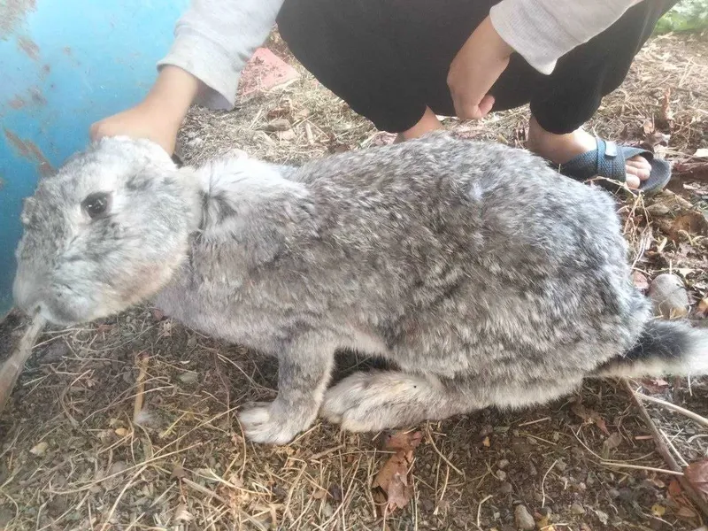 Куёнлар домашний