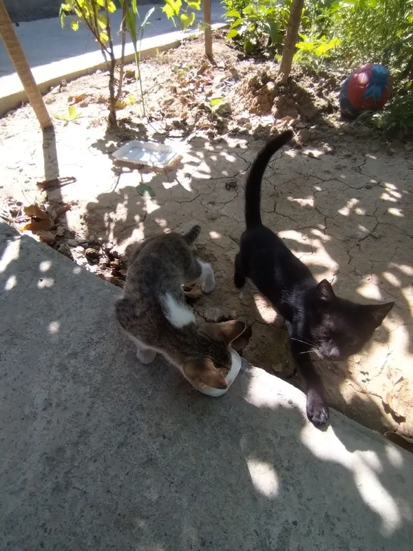 Mushukla 3 oylik qiz bola 1 Mushukla 3 oylik qiz bola 1