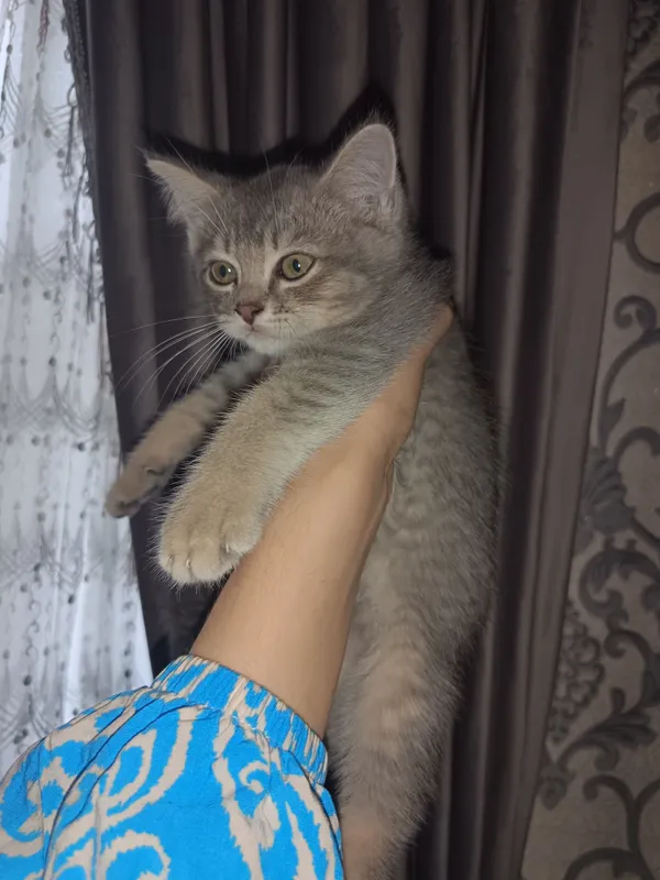 2 ойлик мушук угил бола британский длиношерстная