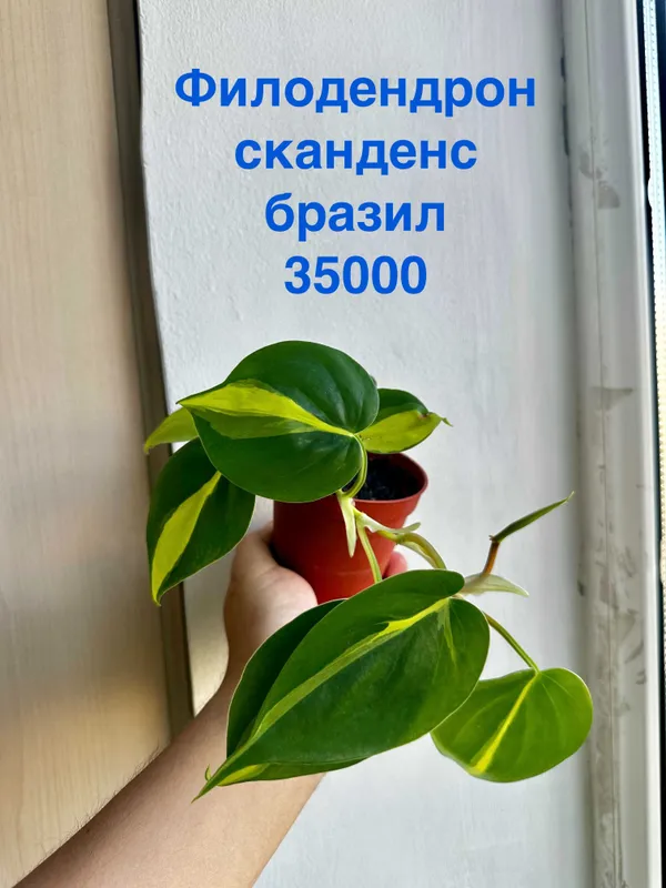 Филодендрон бразил, Эпипренум себу блю, Папоротник, Портулакария афра