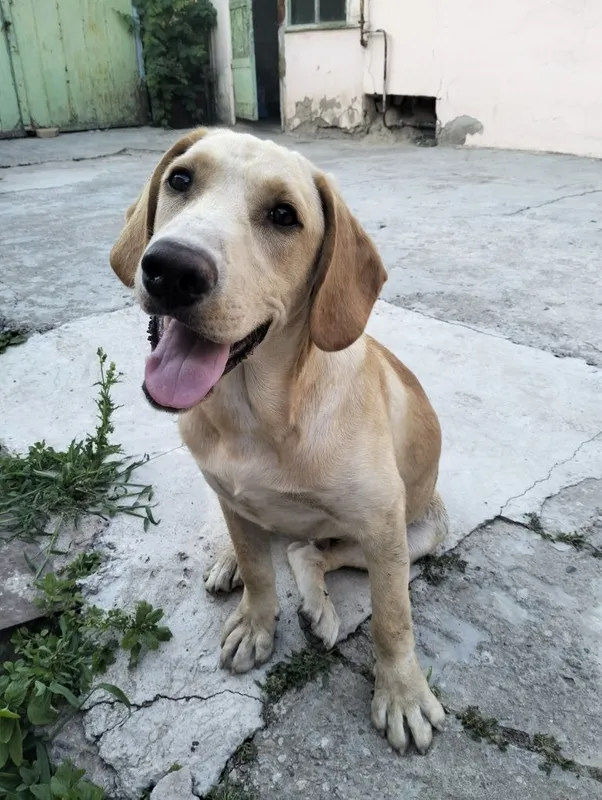Labrador Retriever sotiladi 3