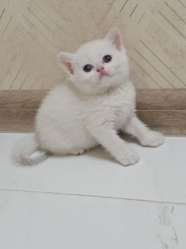 Продаётся котёнок британский 4