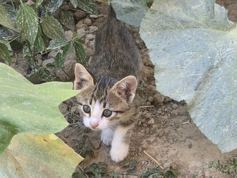Котята в добрые руки 4 Котята в добрые руки 4