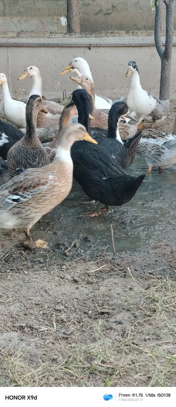 Урдаклар сотилади