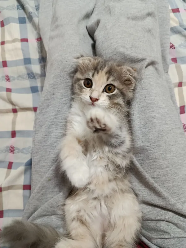 котёнок скотиш фолд 2 котёнок скотиш фолд 2