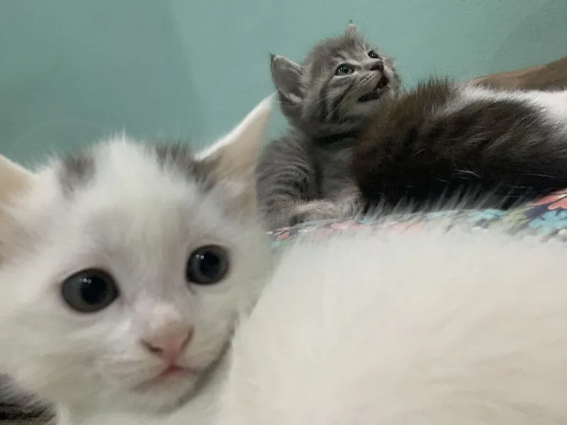 Котята в добрые руки — фото 3