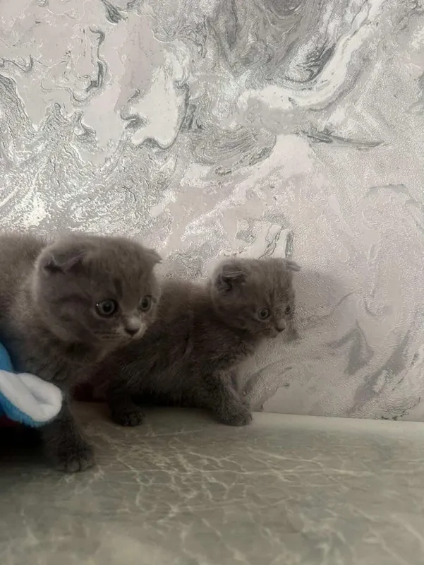 Мушукчала сотилади скотиш фолд тоза зотли — фото 1