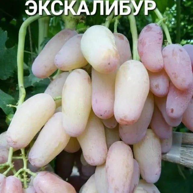 УЗУМ Аватар ламбаржини хелойин алвика велика сакура американски блек — фото 2 УЗУМ Аватар ламбаржини хелойин алвика велика сакура американски блек — фото 2