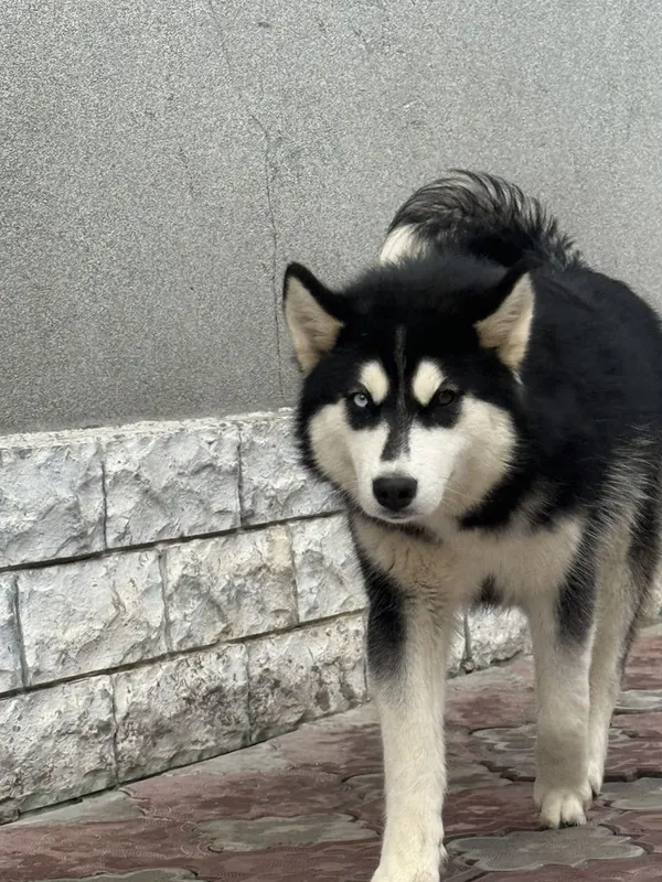 Хаски чистокровная