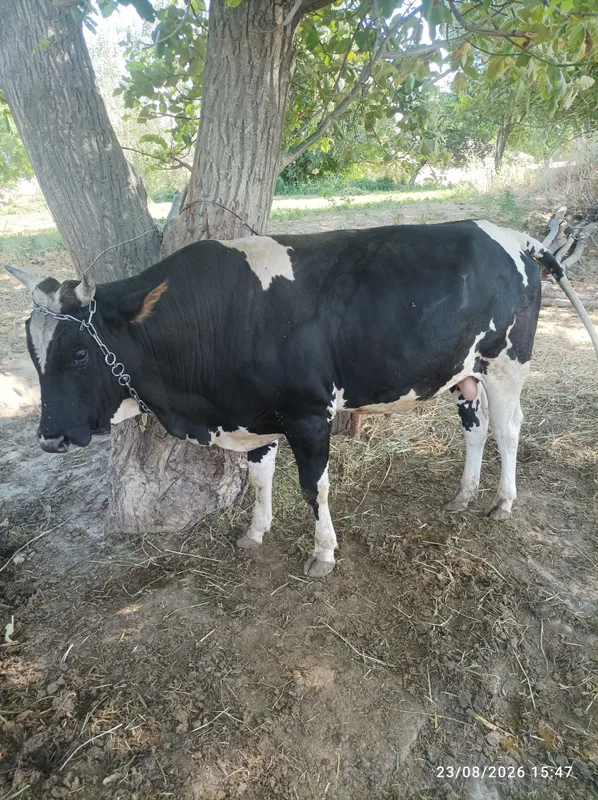 Navos sotiladi 3 yosh Farmontepada 4 Navos sotiladi 3 yosh Farmontepada 4