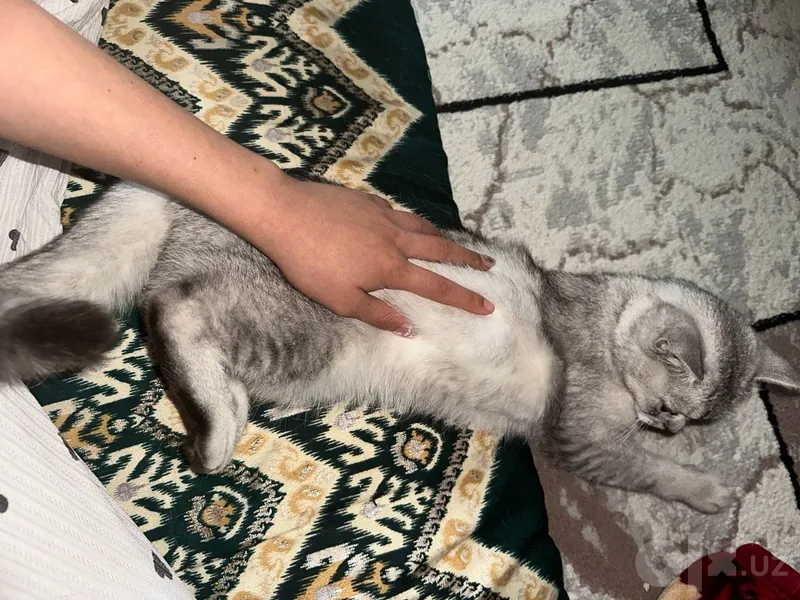 British shinshilla arzonga 5 British shinshilla arzonga 5