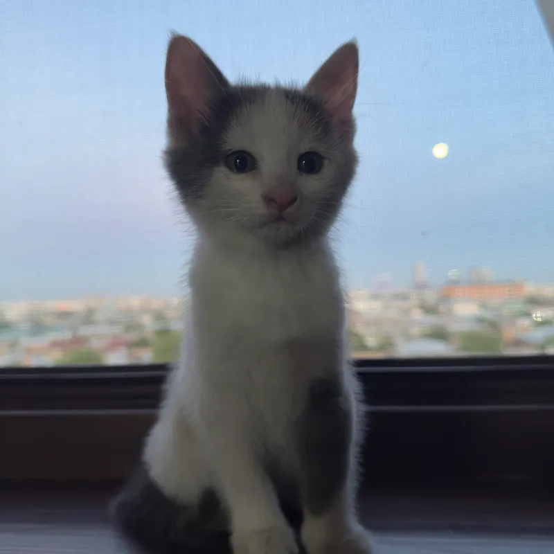 Очень сладкий котенок отдам даром! Здоровая
