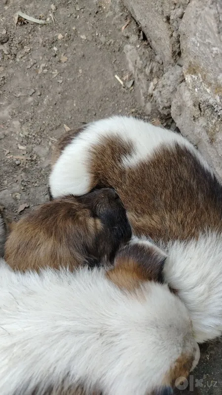 Kuchukchalarni mehribon qo‘llarga beraman! 1 Kuchukchalarni mehribon qo‘llarga beraman! 1