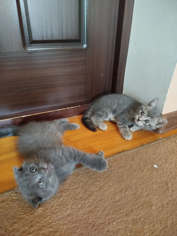 Котята, Scottish fold/straight, Скоттиш фолд страйт 2 Котята, Scottish fold/straight, Скоттиш фолд страйт 2