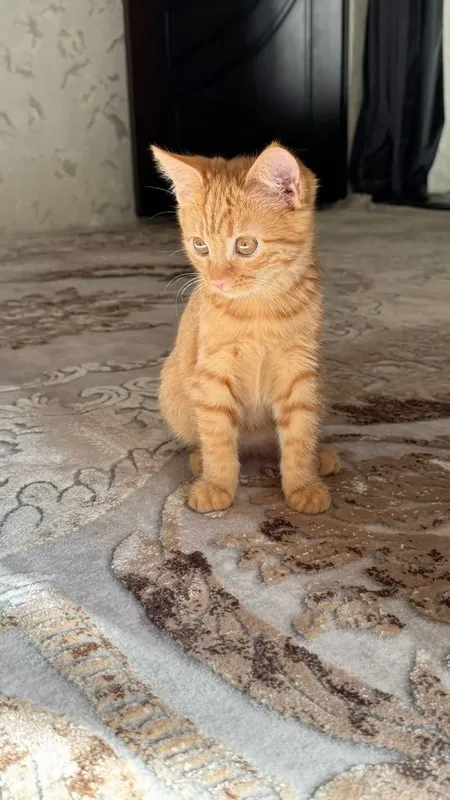 Рыжий котик