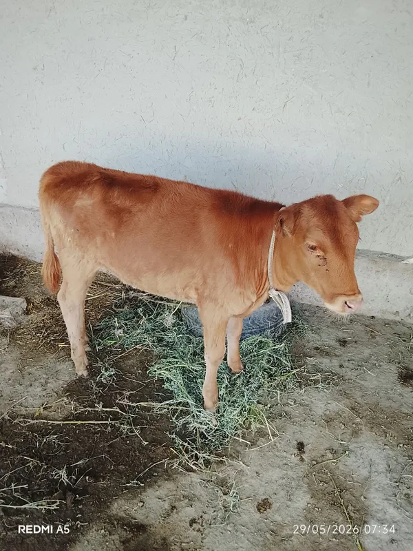 soğlom ğinojincha sotiladi