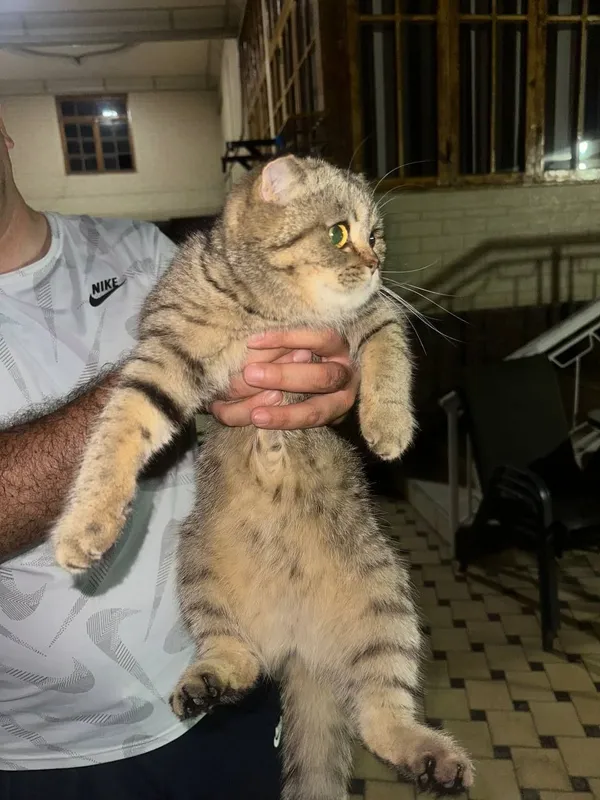 Scottish fold mushuk