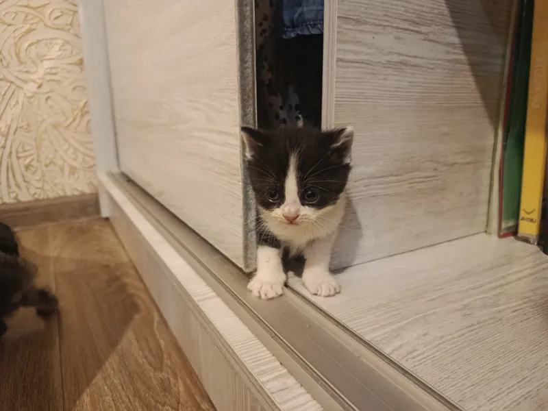 Котёнок 1 Котёнок 1