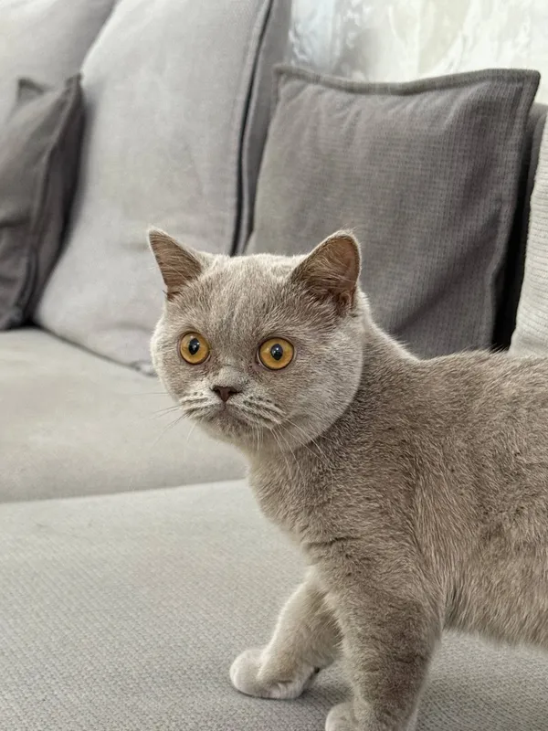 Вислоухий котенок скоттиш страйт