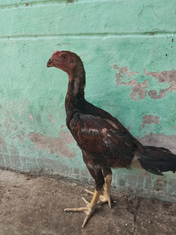 Dakan jojalari bor 1 Dakan jojalari bor 1