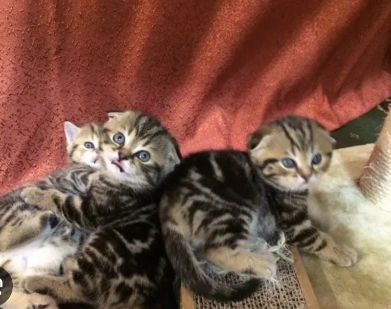 Продаются котята шотландские 2 Продаются котята шотландские 2