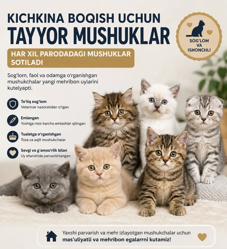 Mushukchalar