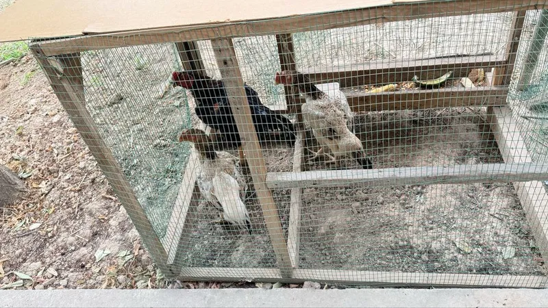 Kurka va boboqi tovuq va sotiladi — фото 1