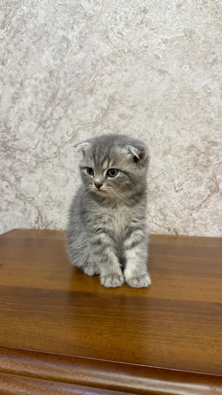 Котенок Scottish fold — фото 2