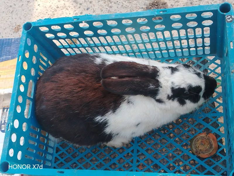 Gibrid quyon sotuvda 1
