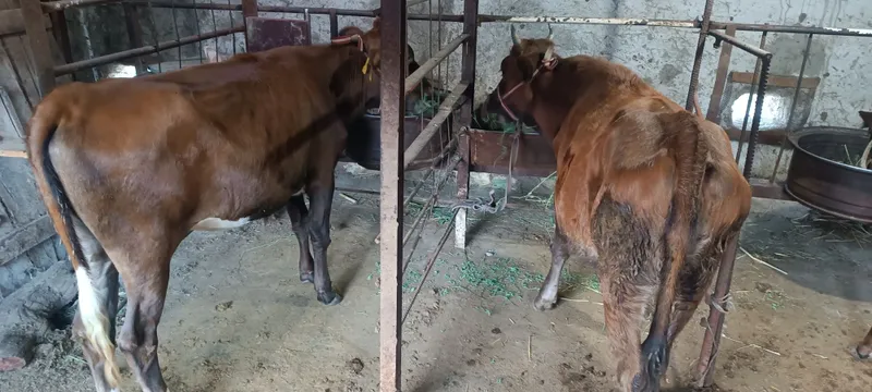 Гуложинлар сотилади срочно 3