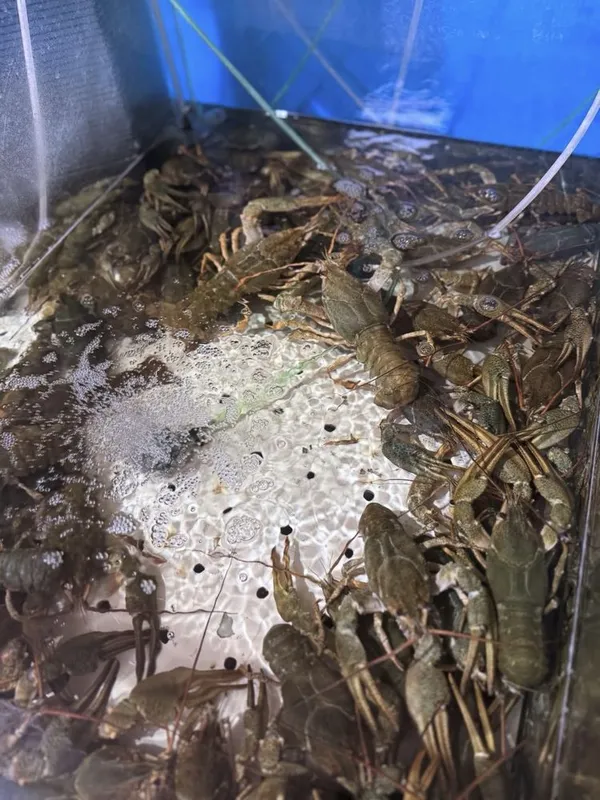Raki, Qisqichbaqa,живые раки,доставка раков 2 Raki, Qisqichbaqa,живые раки,доставка раков 2
