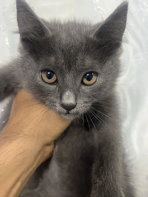 Mushuk xadyaga berila — фото 1