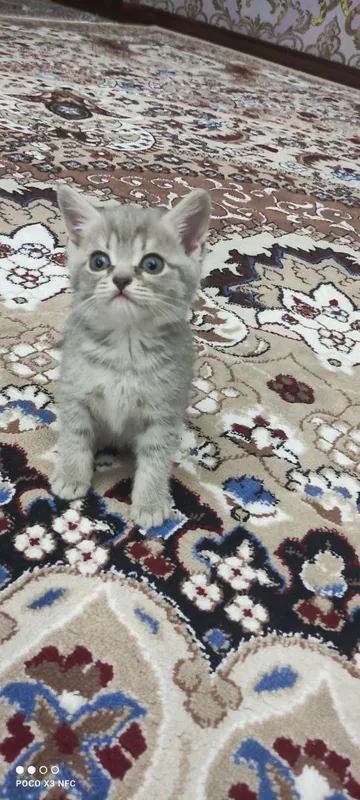 Mushukcha sotiladi zoti British Shorthair jinsi qiz ikki oylik 2