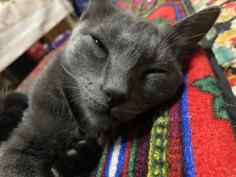 Кошка 3