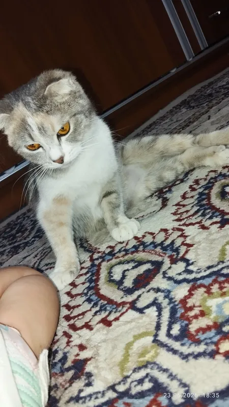 Mushuk 1 yosh toza hovliniki 4 ta chaqalogʻi bor — фото 2
