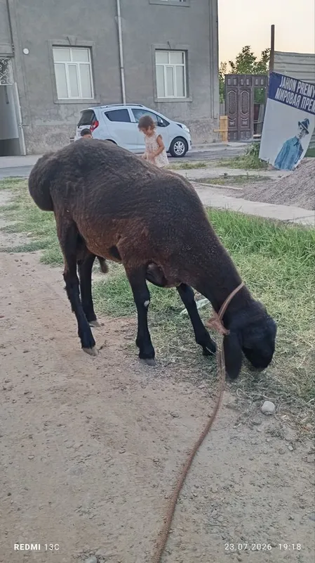 Qôchqor sotiladi 3