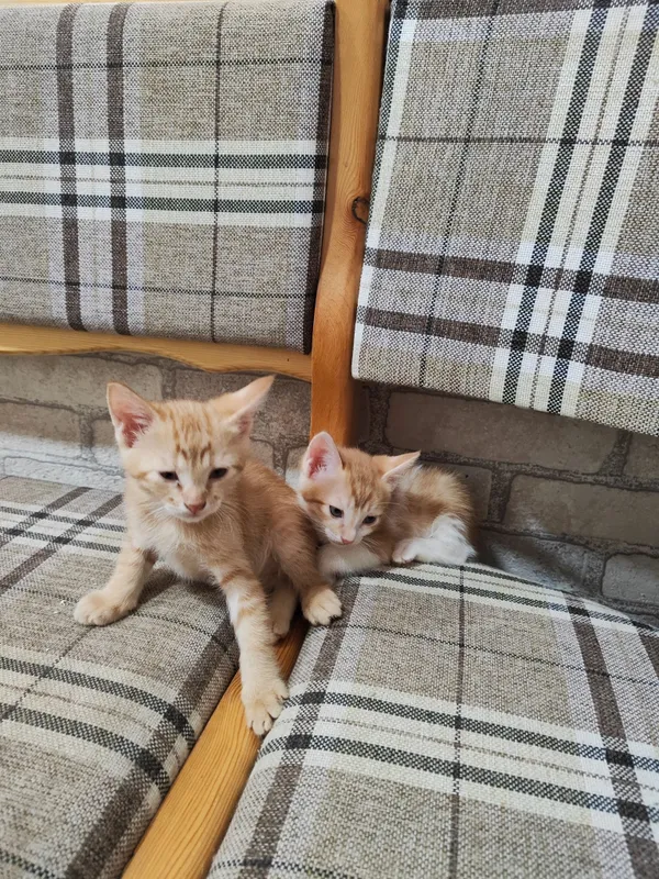 Отдам милых котят в добрые руки! 5