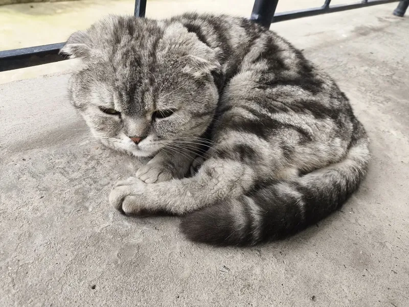 котята вислоухие — фото 6