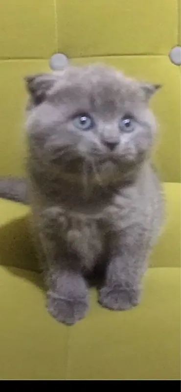 Продается кошка шиншила 1 Продается кошка шиншила 1