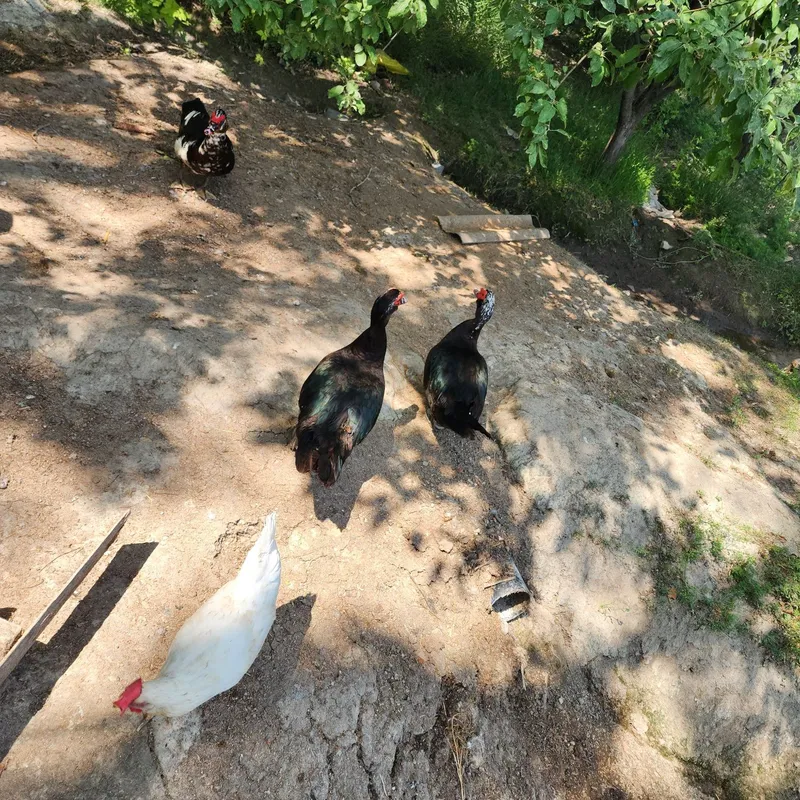 Indiskiy o‘rdak xo‘rozi sotiladi! Sog‘lom, yirik va yaxshi parvari — фото 3