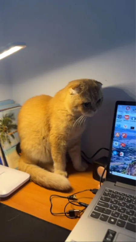 Vyazka scottish fold zolotoy shinchila
