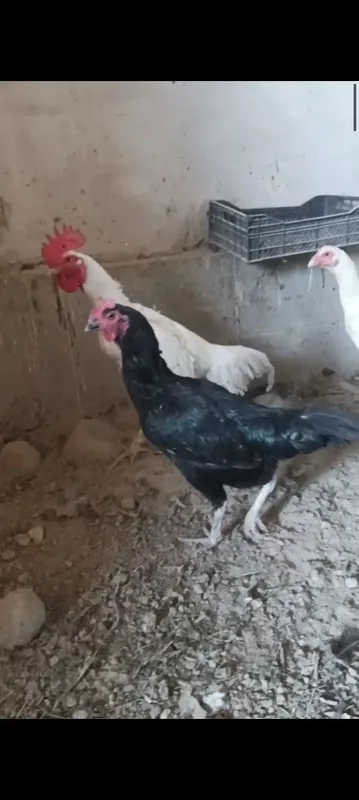 Ок шалпанг тухумлари сотилади. 3 Ок шалпанг тухумлари сотилади. 3