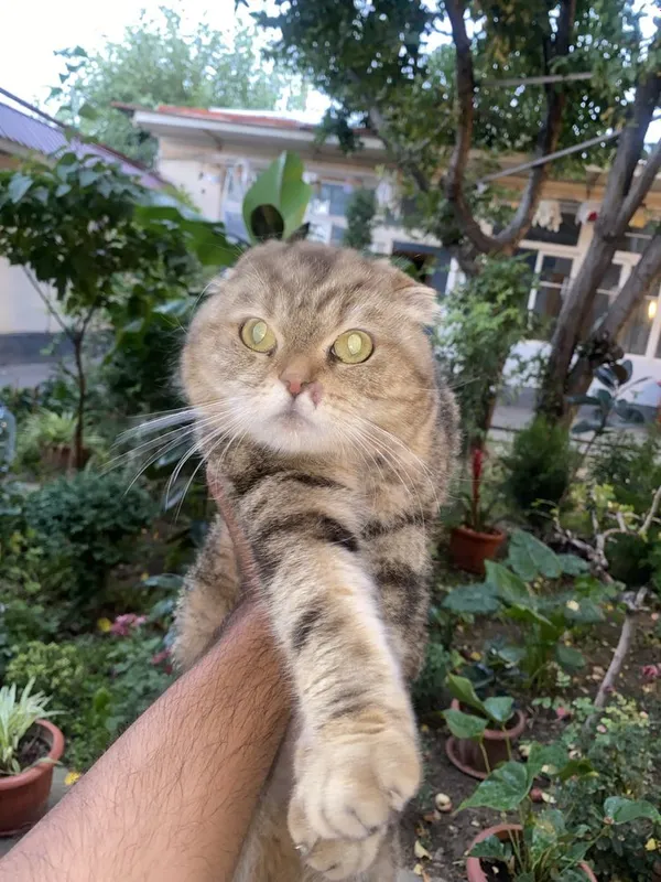 Скотиш фолд тоза порода огл киз хаммасидаан бор срочно сотилад