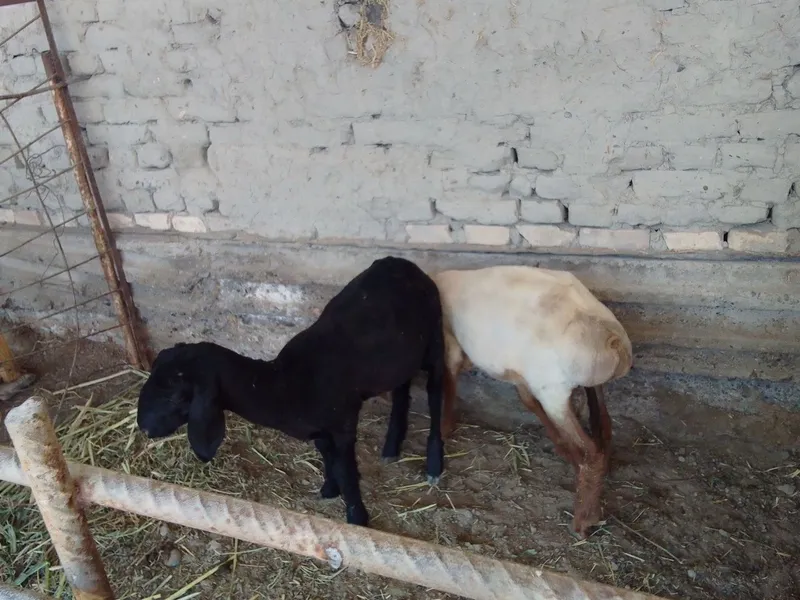 Qo'chqor barralar 3