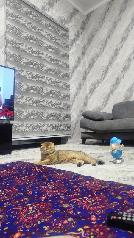 Scottish Fold, 1,5-месячные, 3 котёнка. 5 Scottish Fold, 1,5-месячные, 3 котёнка. 5