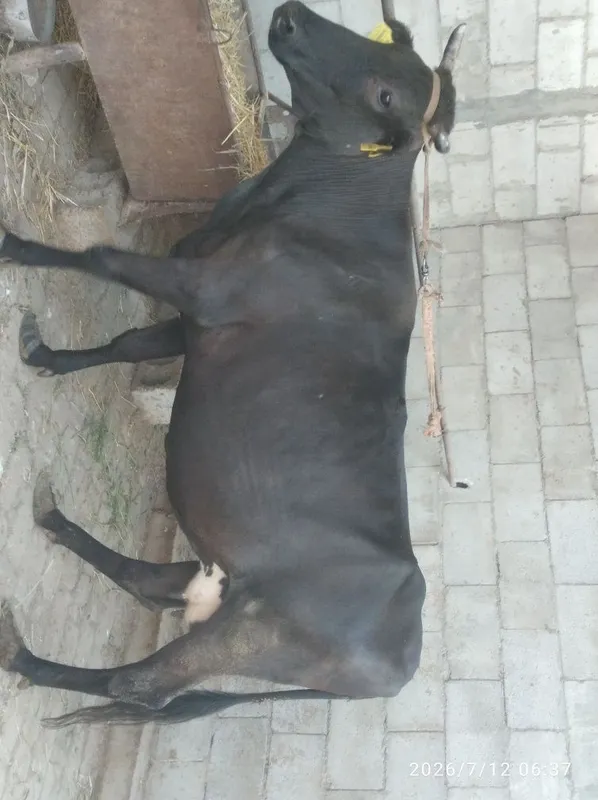 ona bola sigir sotiladi tezda 5