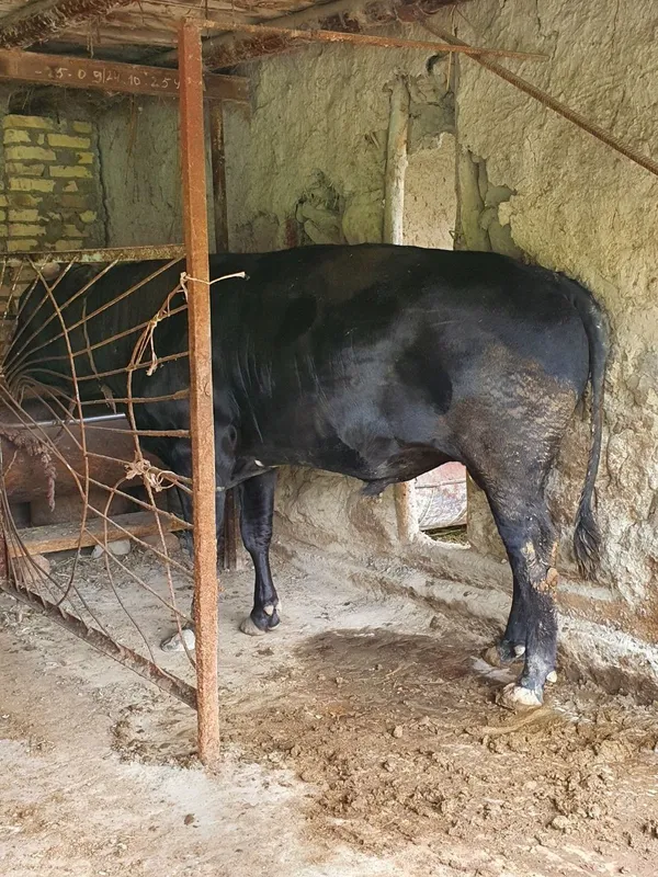 buqqa sotiladi narxi 31 mln so'm keishiladigan joyi bor — фото 1