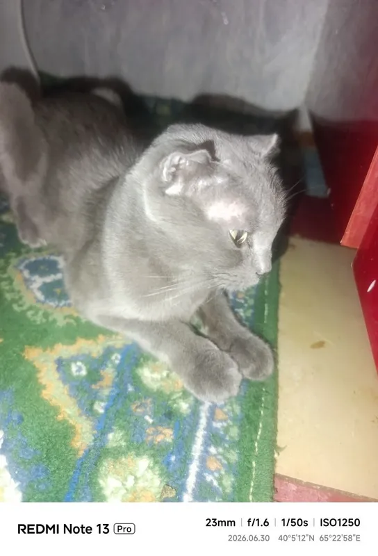 Кошка отдам в хорошие руки 1 Кошка отдам в хорошие руки 1